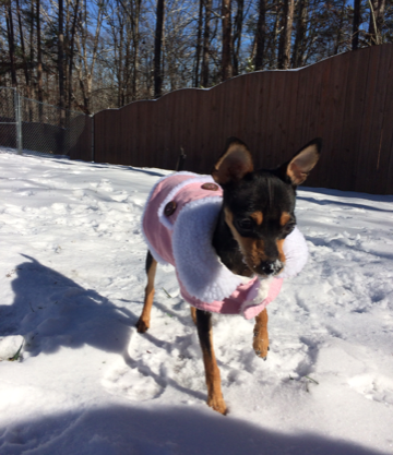 min pin in the snow